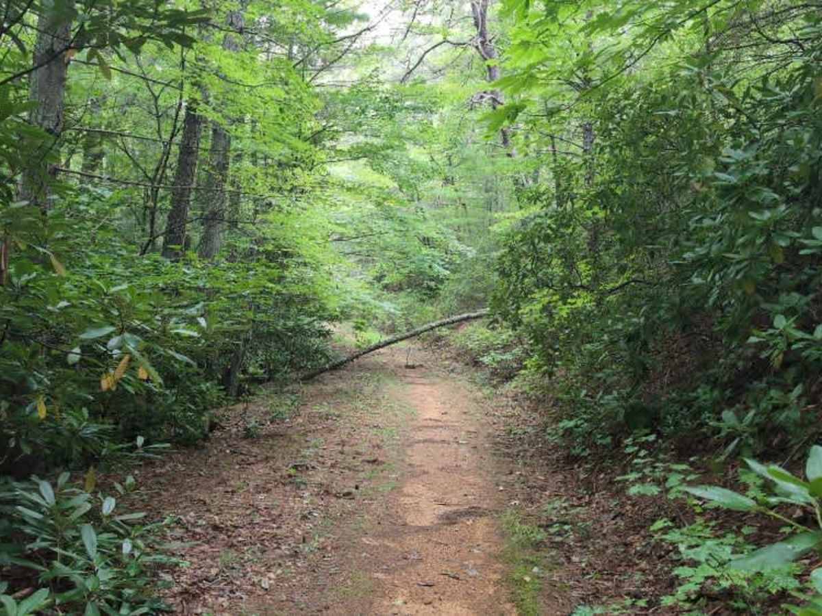 Virginia Highlands Horse Trail Spur C photo 3