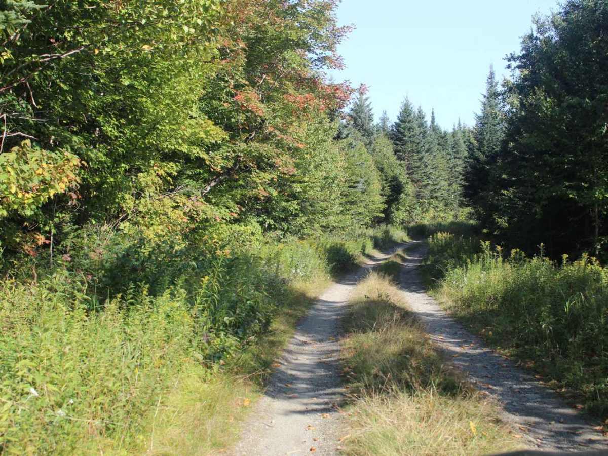 Beaman Hill Trail photo 6
