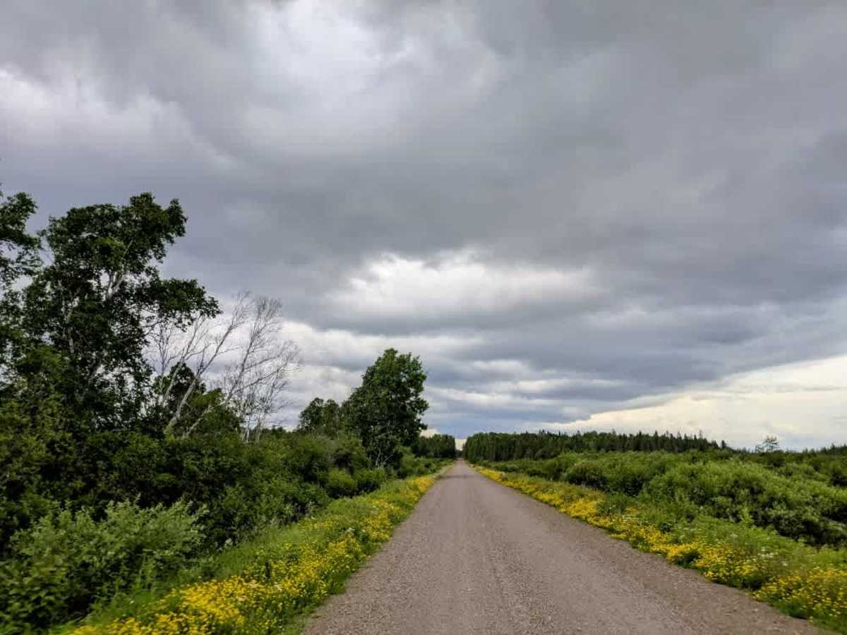Stony River Forest Road photo 2