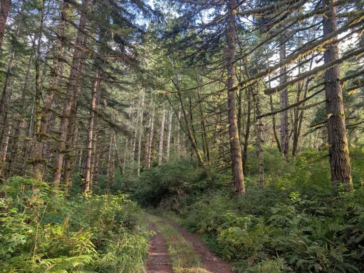FS 3122000 trail photo