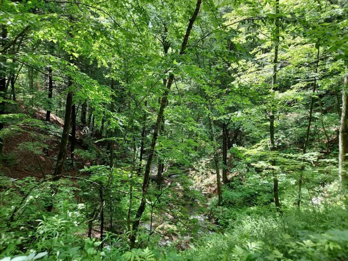 Dailey Hollow Road photo 5