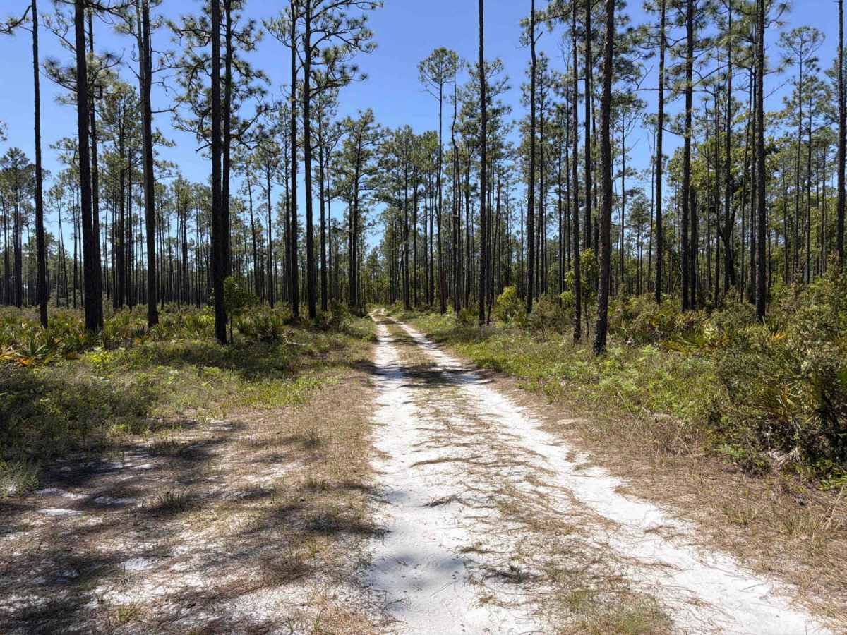Saplin Head Swamp - FS 107 photo 4