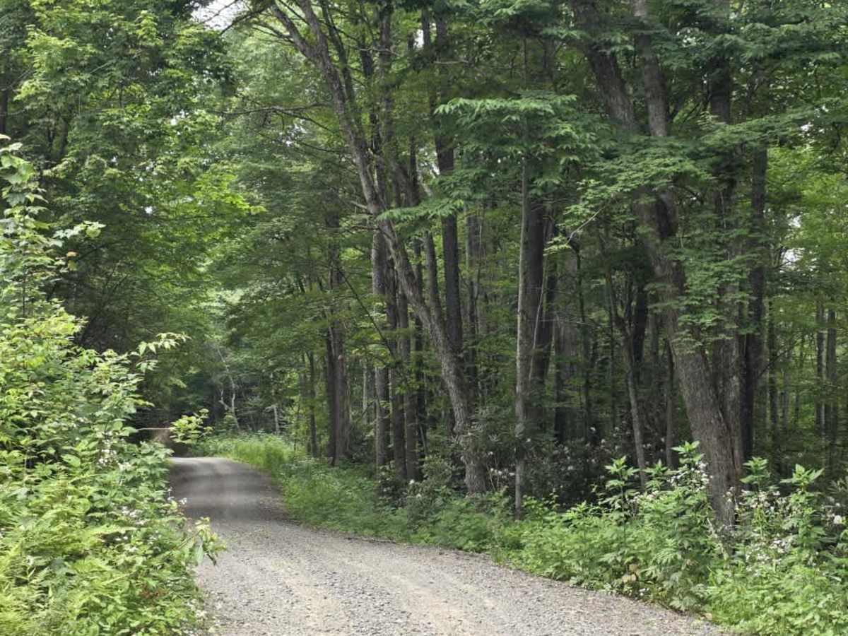 Chestnut Ridge Road trail photo