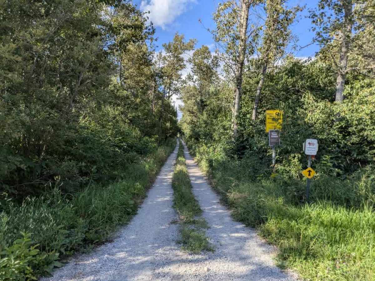 Bemis Hills Forest Road photo 6