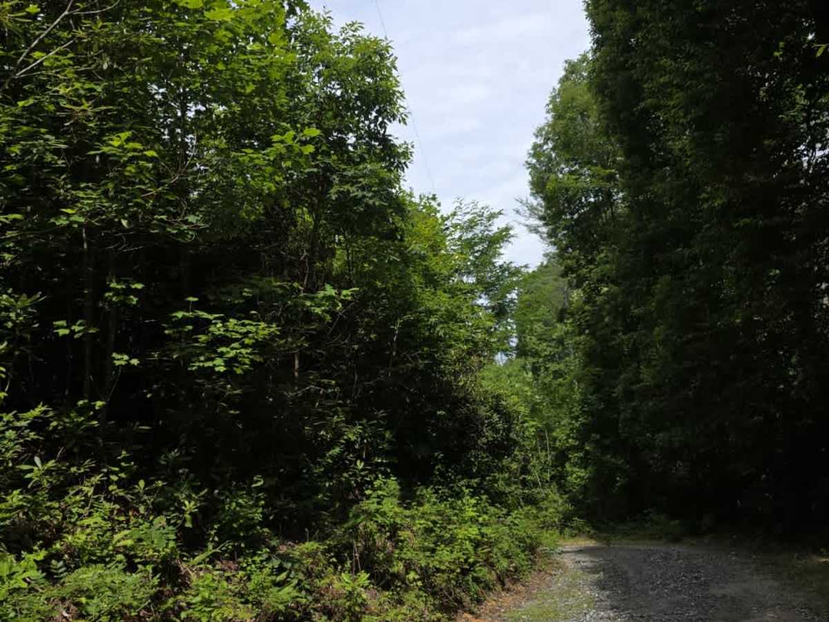 Rocky Branch photo 3