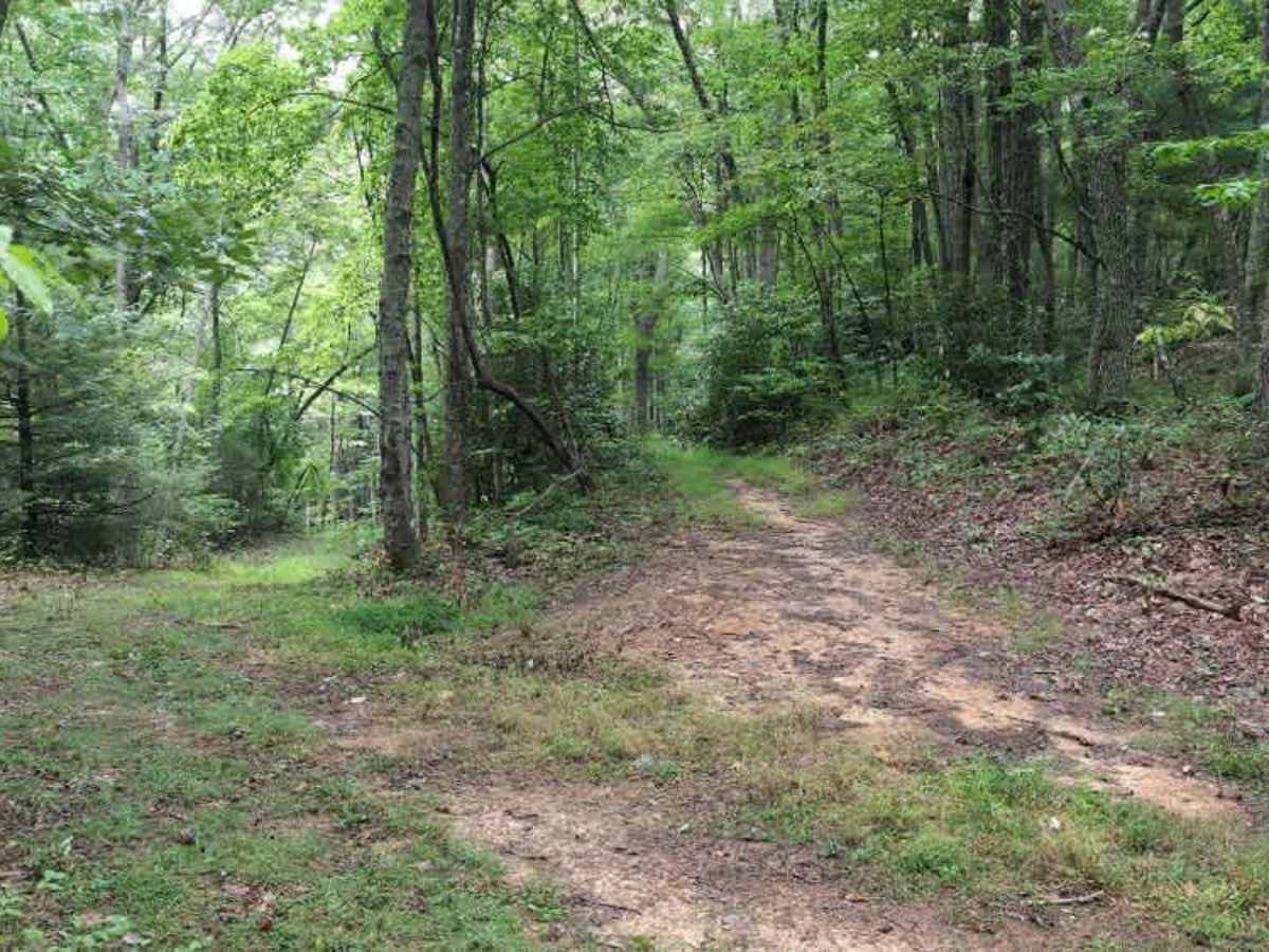 Virginia Highlands Horse Trail Spur B photo 5