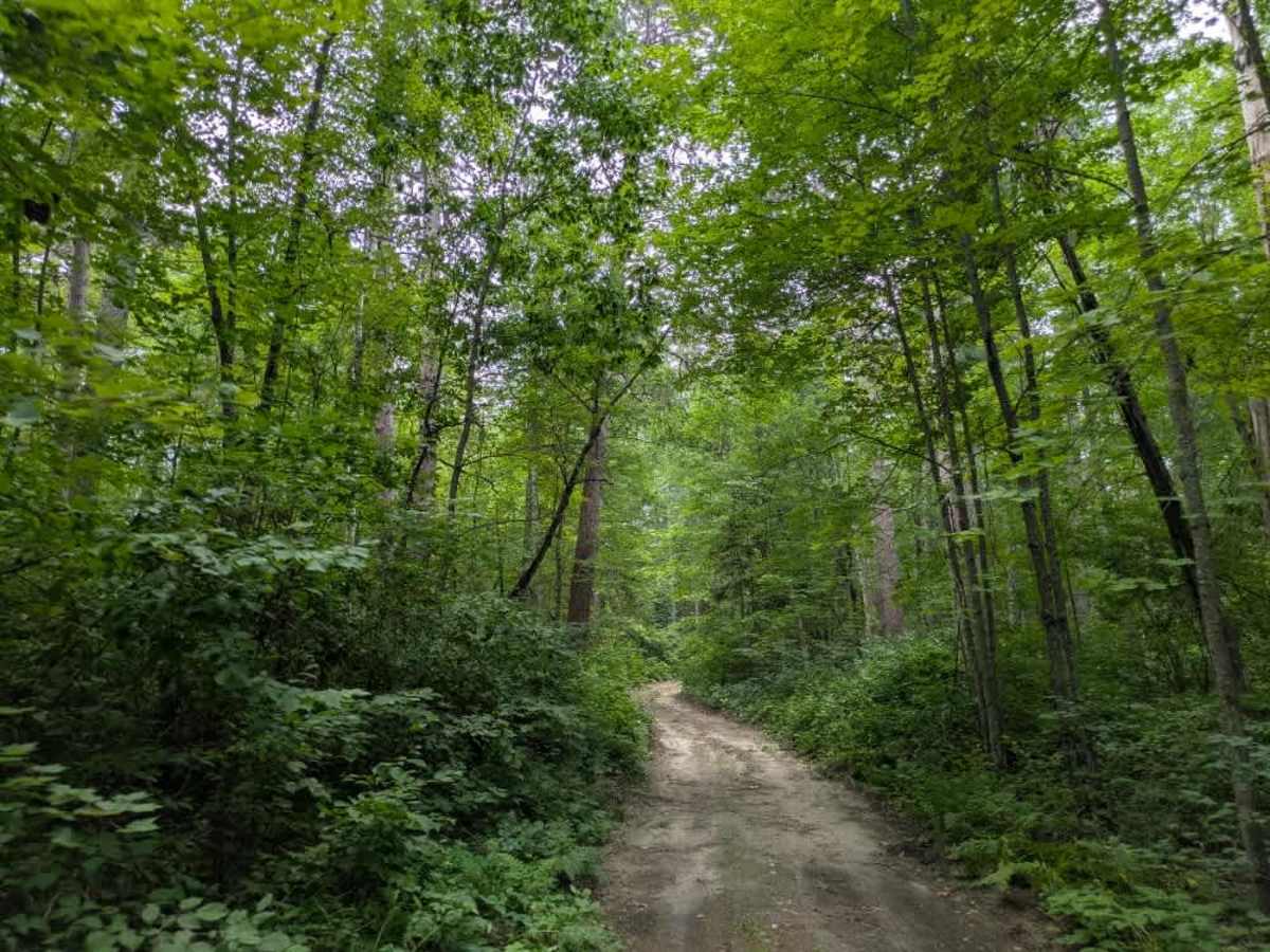 3917 trail photo
