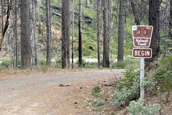 Peavine - FS 33