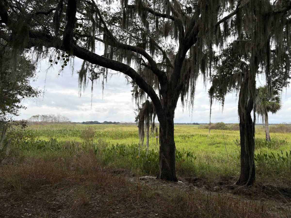 Sailor Hammock Road - Three Lakes WMA photo 2