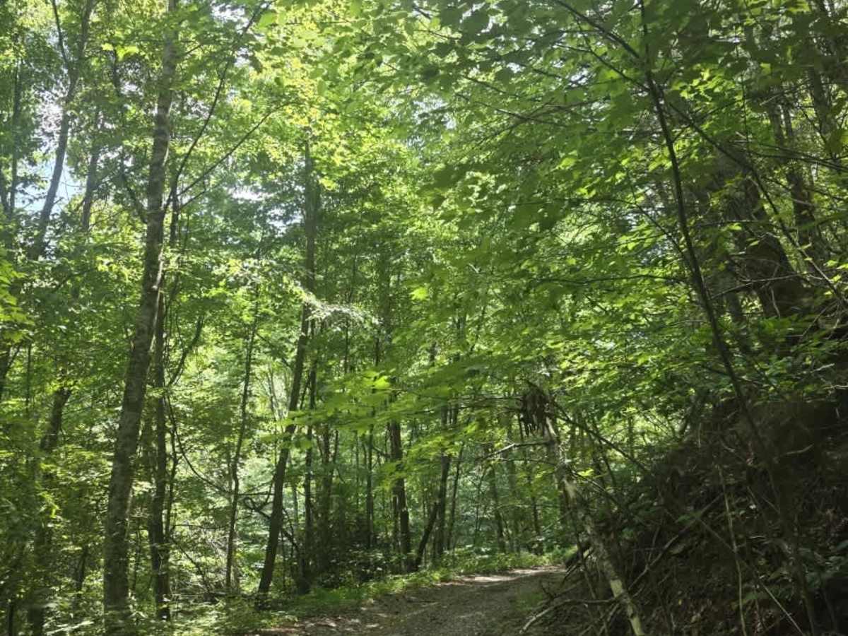 Piney Branch photo 2