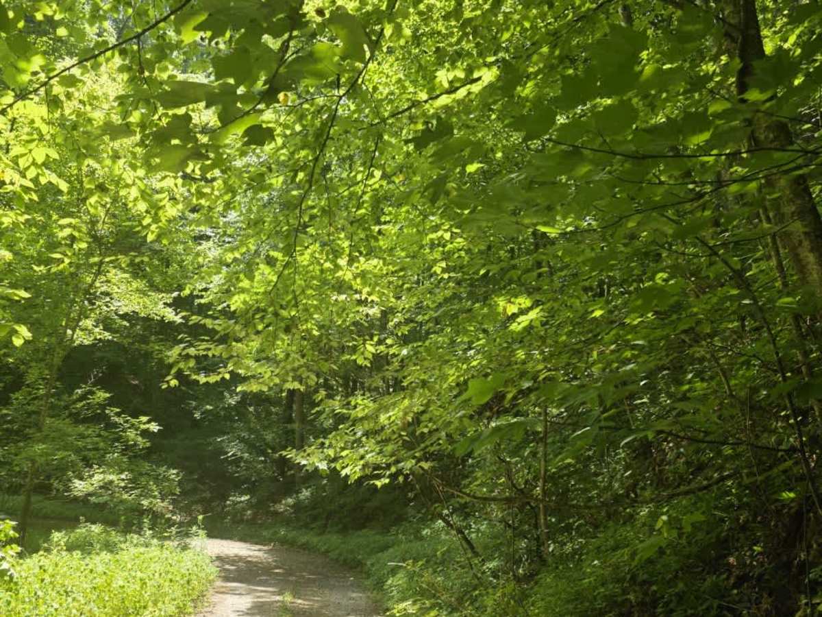 Piney Branch photo 4