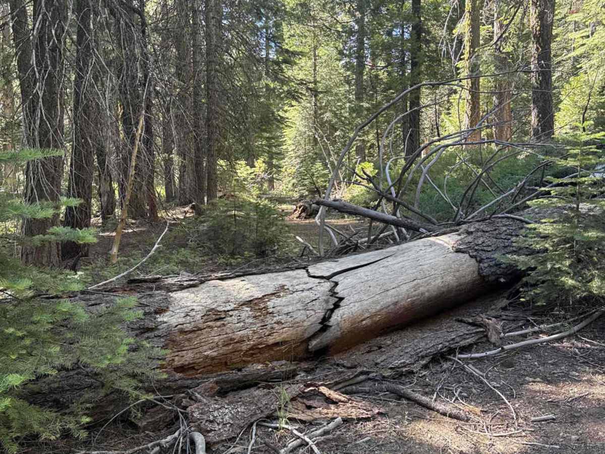 FS 4N33C trail photo