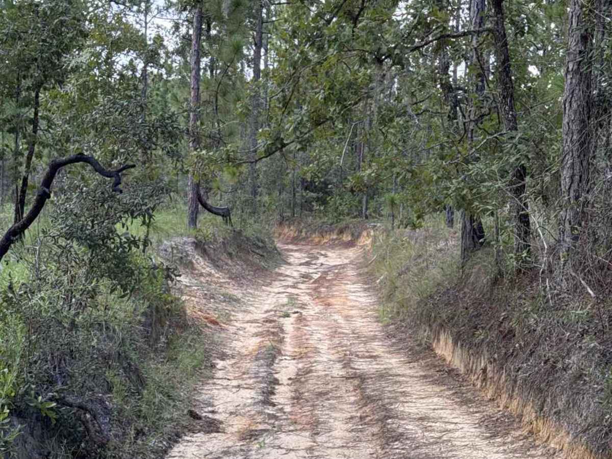 Trail 19 - Citrus WMA photo 5