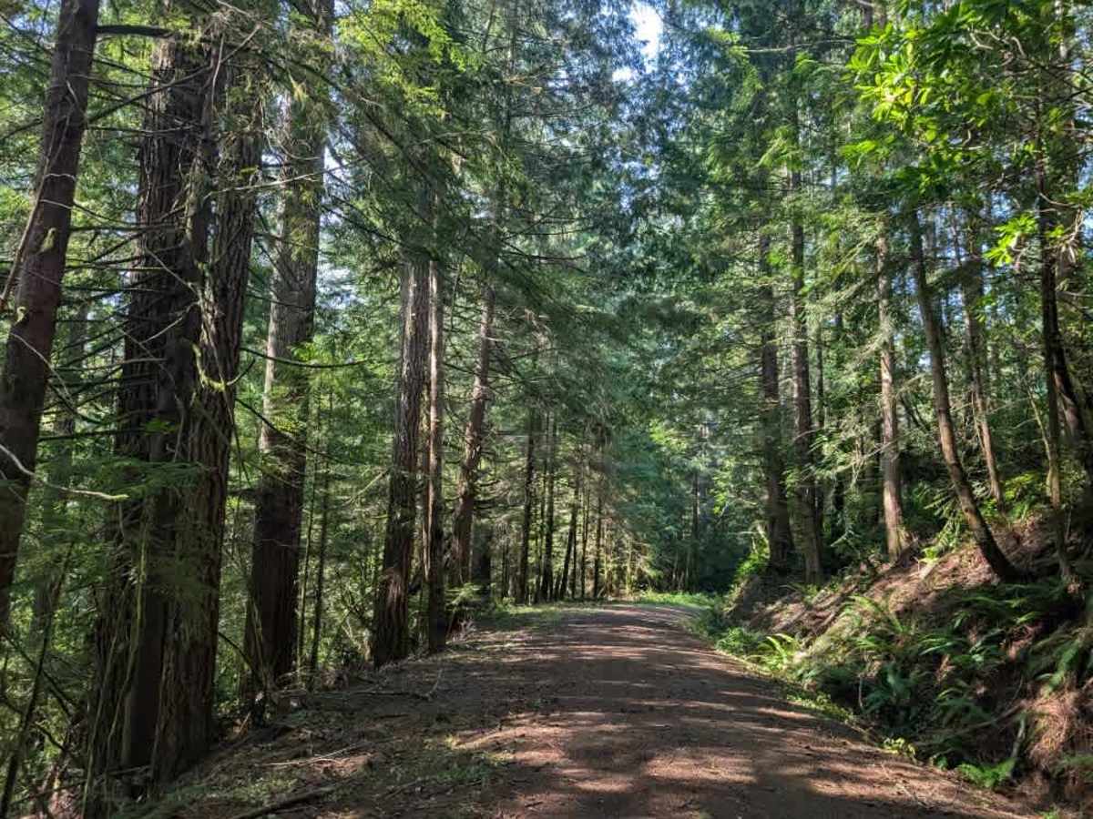 FS 2610000 trail photo