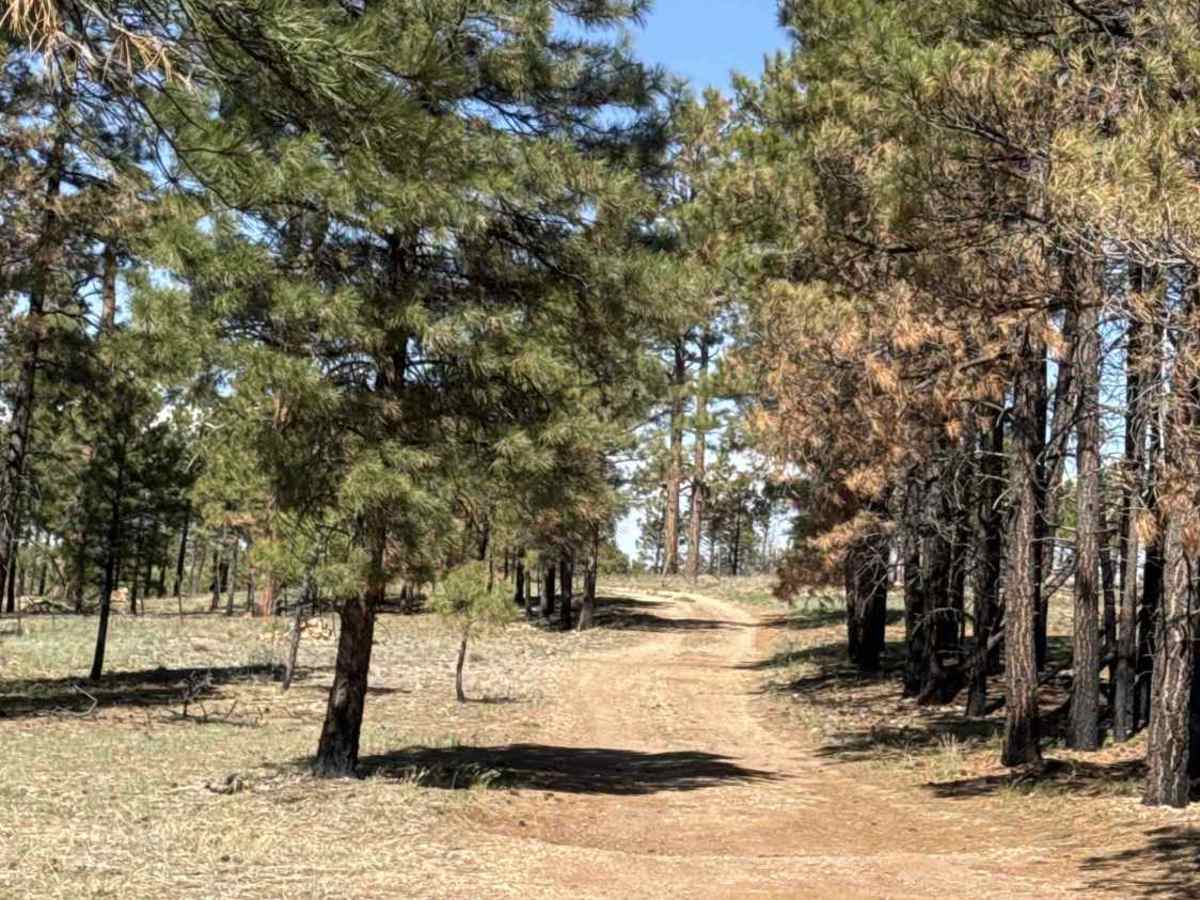 FS 639 trail photo