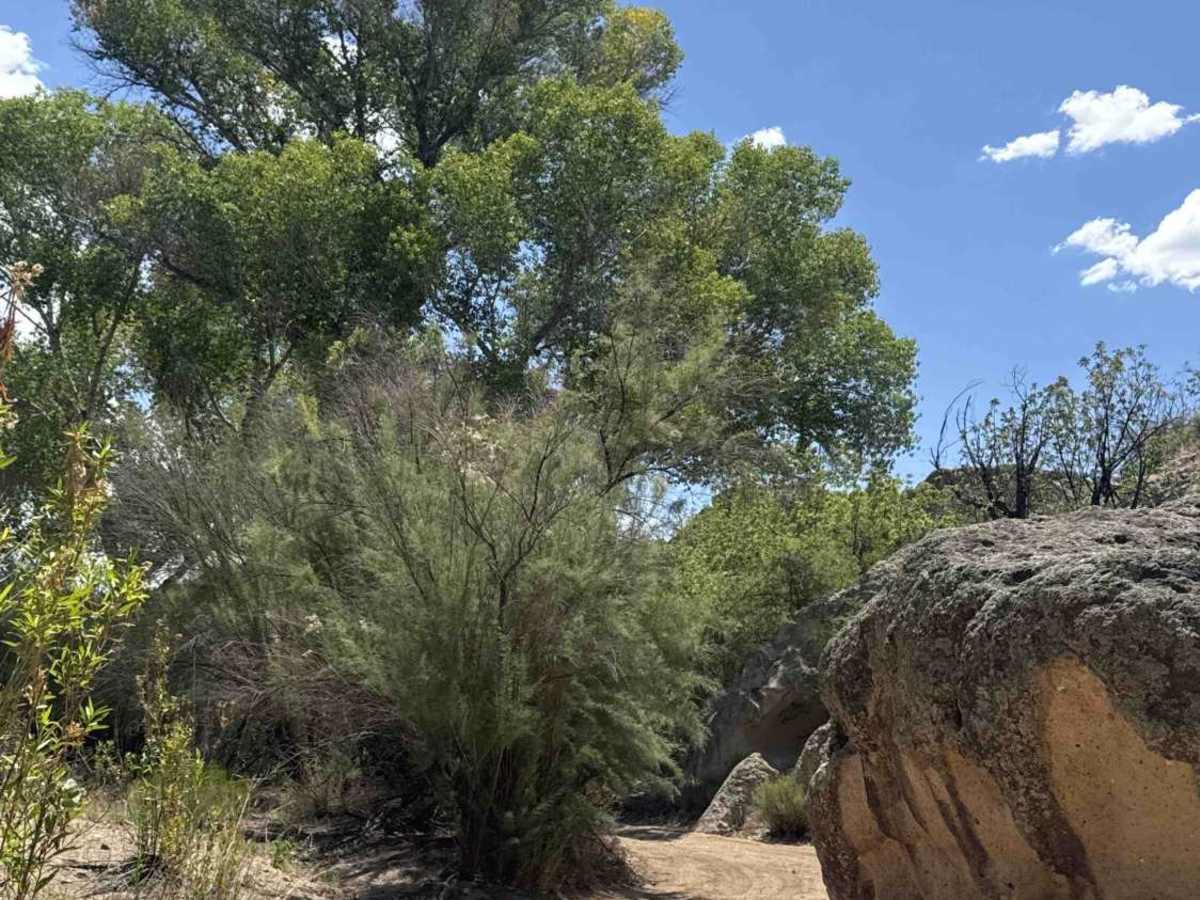 Copper Basin Wash - BLM 50006 photo 5