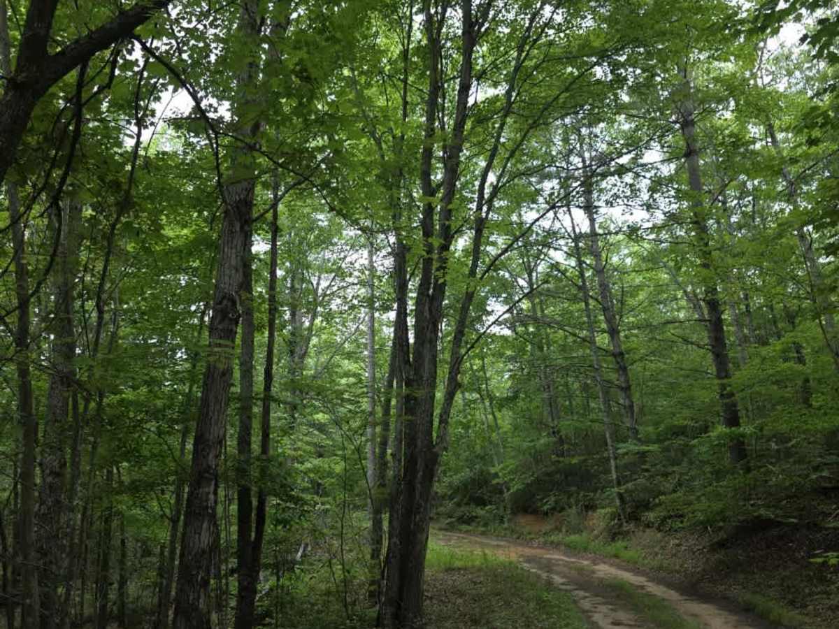 Devil's Kitchen Branch photo 3
