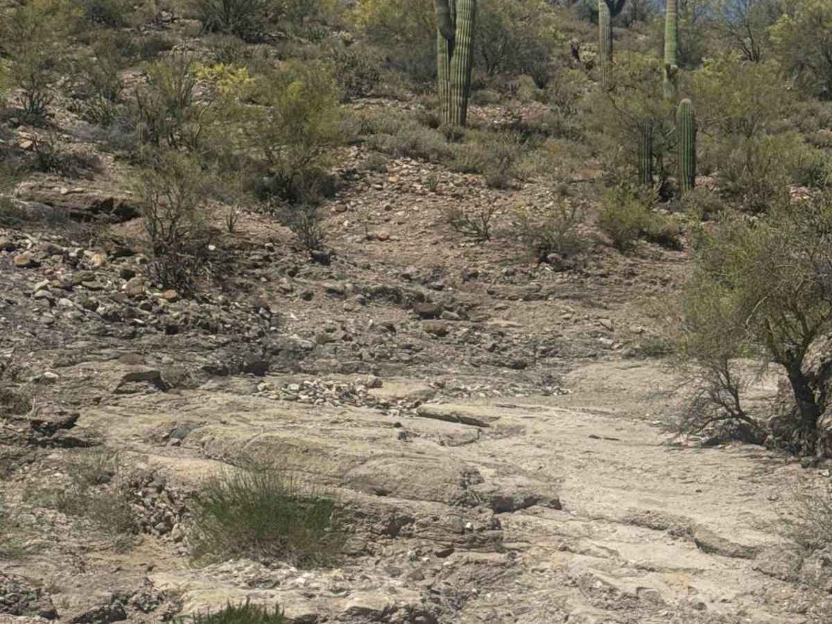 BLM 28065 photo 6
