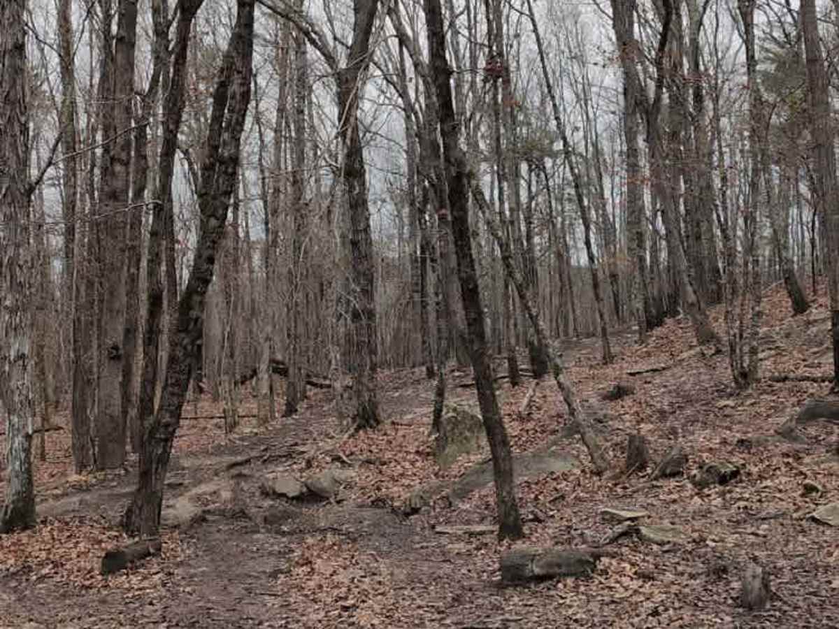 #114 Hardline Trail photo 2