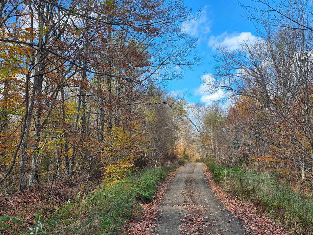 Old Military Road photo 3