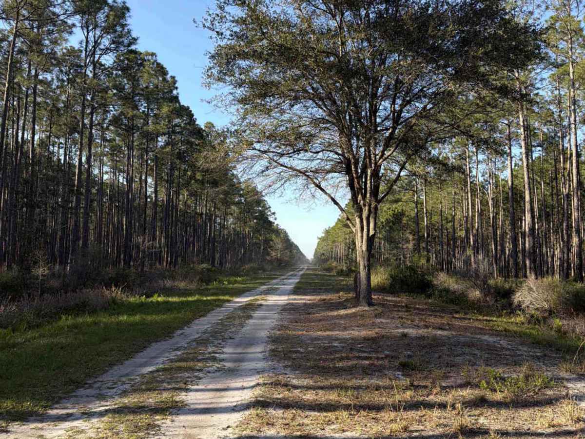 SFR 209 South trail photo