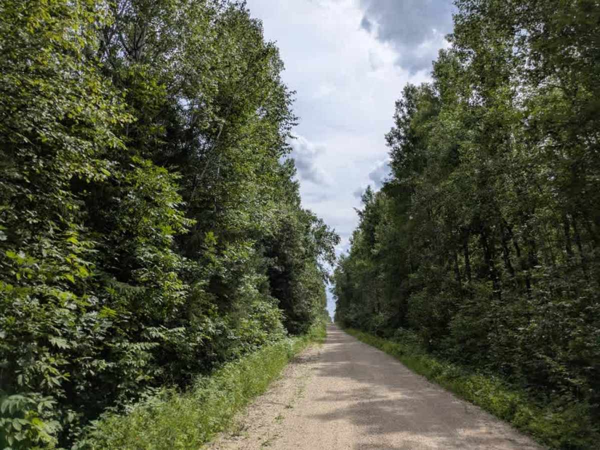 Pitt Grade Forest Trail photo 5