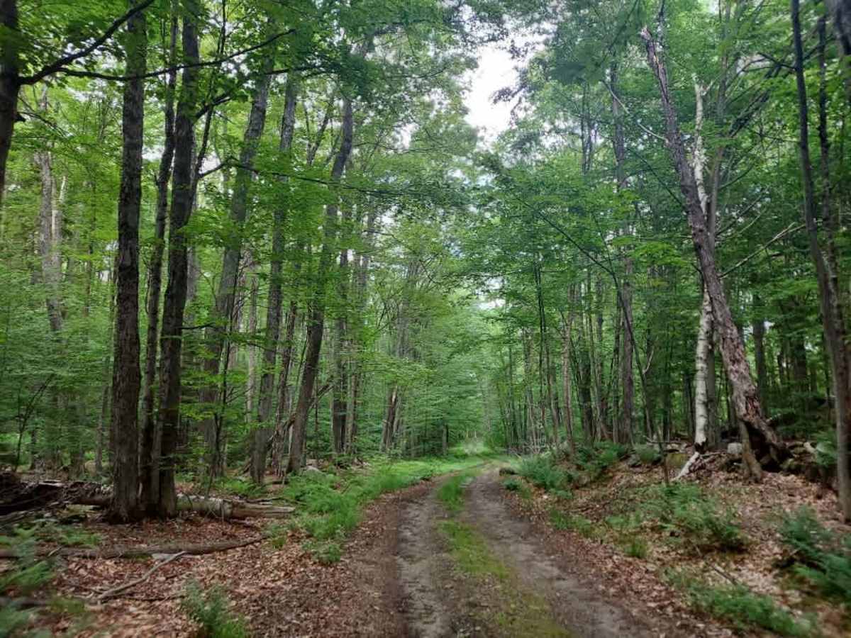 Stone Place Road trail photo