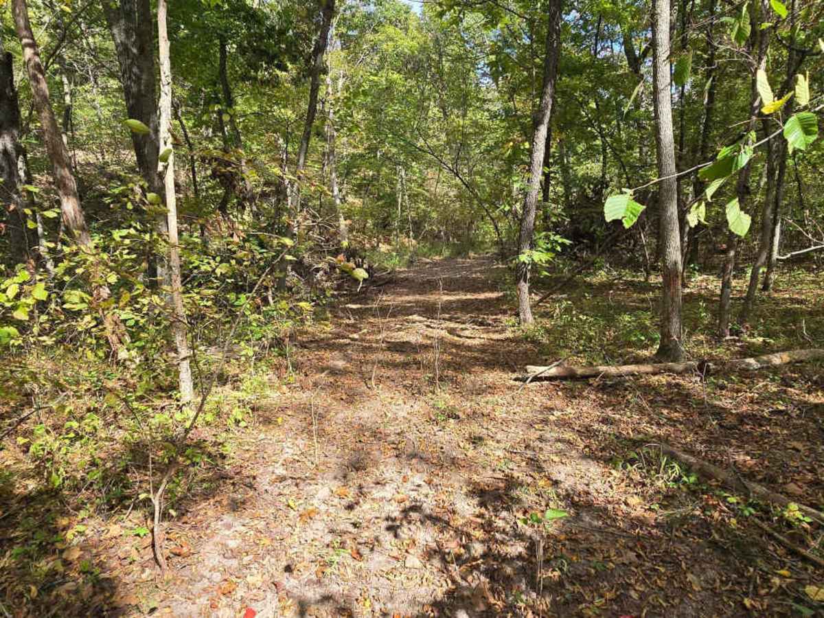 Logging Trail #2 photo 3
