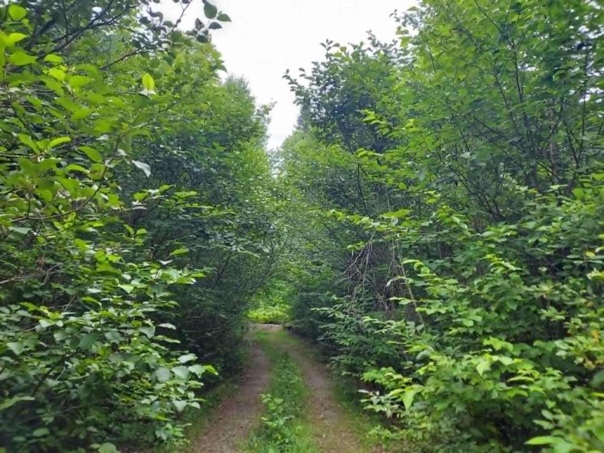 Timber Run photo 3