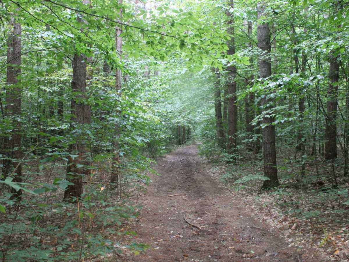 Mikes Road photo 2