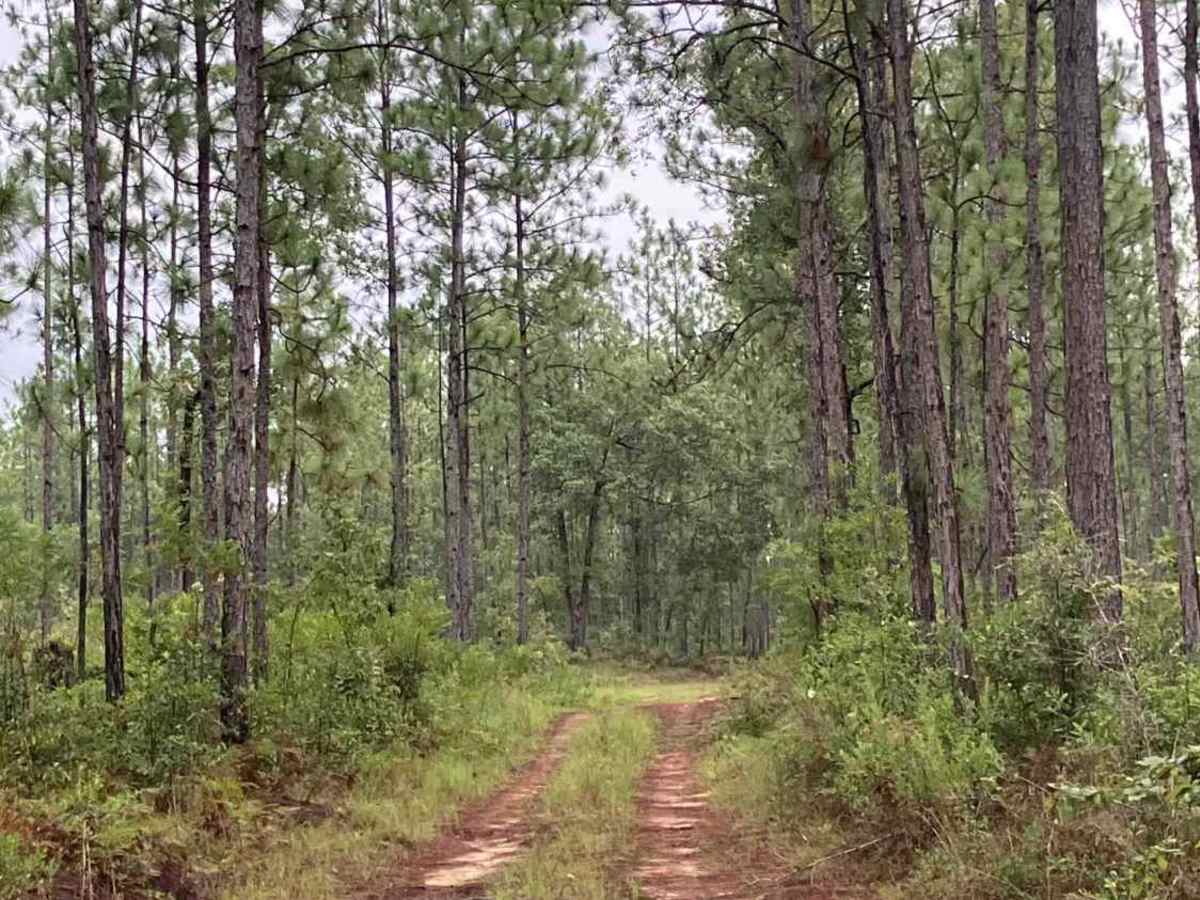 FS S49 trail photo