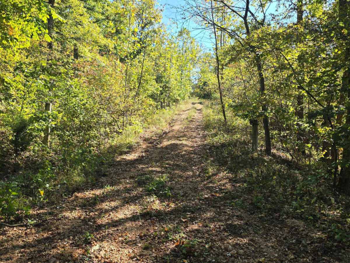 Strut trail photo