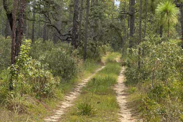 Trail 18a - Citrus WMA
