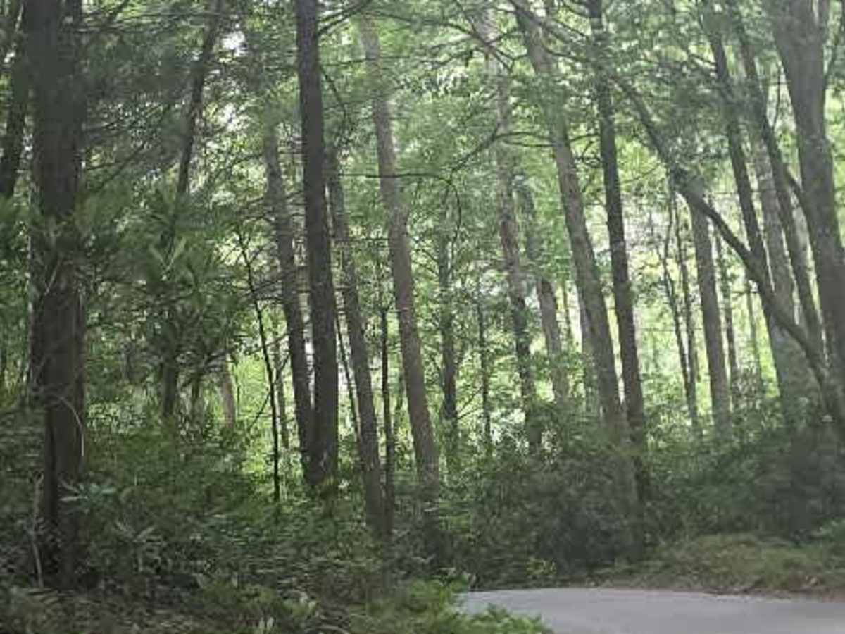 Clarks Creek photo 6