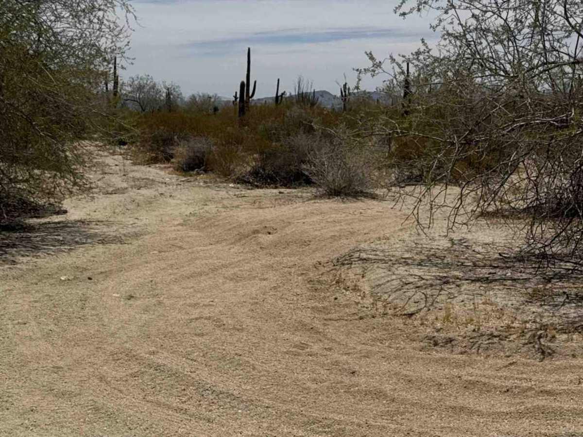 Saguaro Loop  photo 3