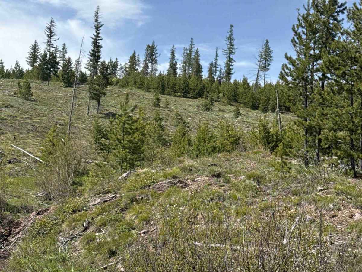 Fawn Peak  trail photo