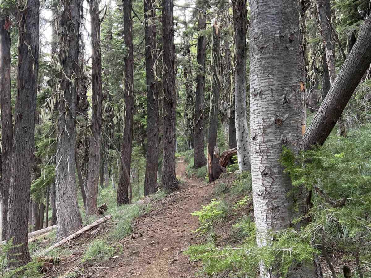 State Line (7) trail photo