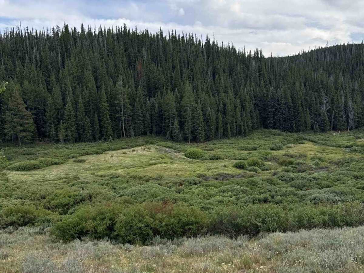 Gore Creek Road - FS 243 photo 2