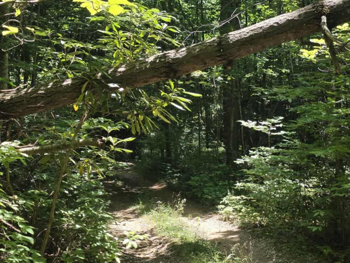 Locust Thorn Ridge photo 5