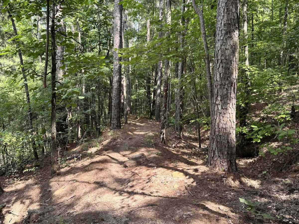 Jungle Trail trail photo