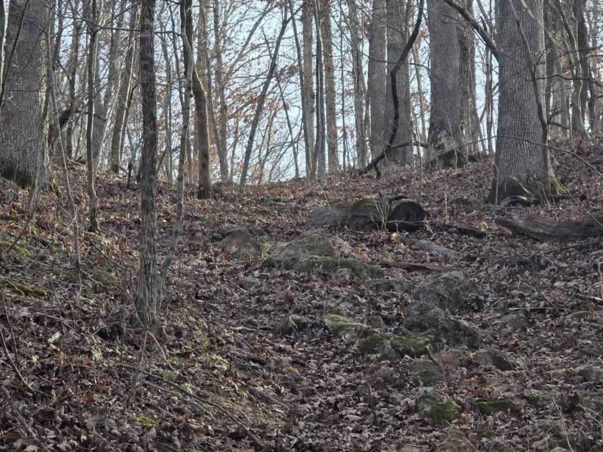 Huckleberry photo 5