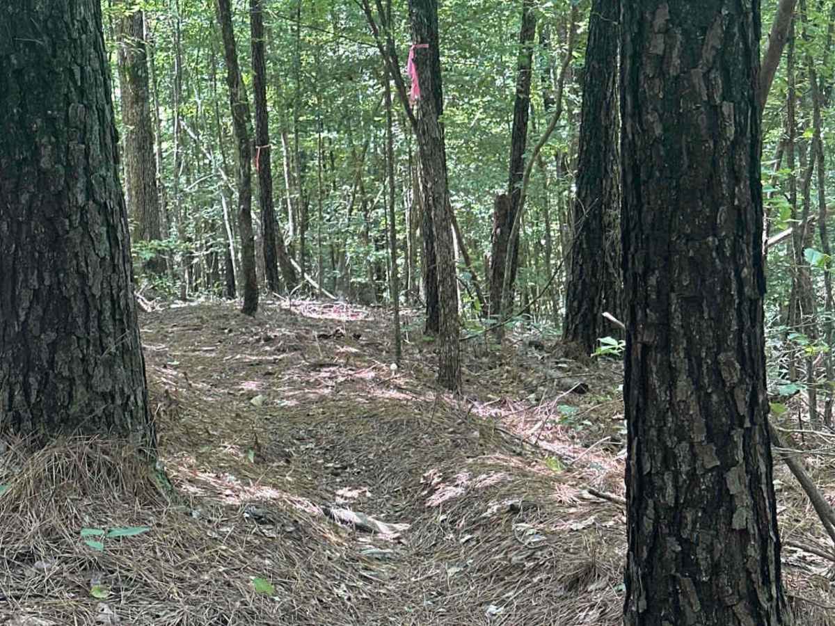 Ugly Pig trail photo
