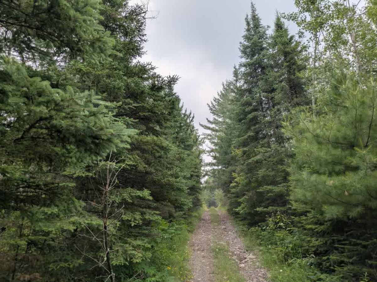 McDougal Lake Spur trail photo