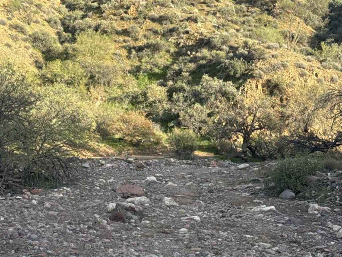 Picacho Wash  photo 3