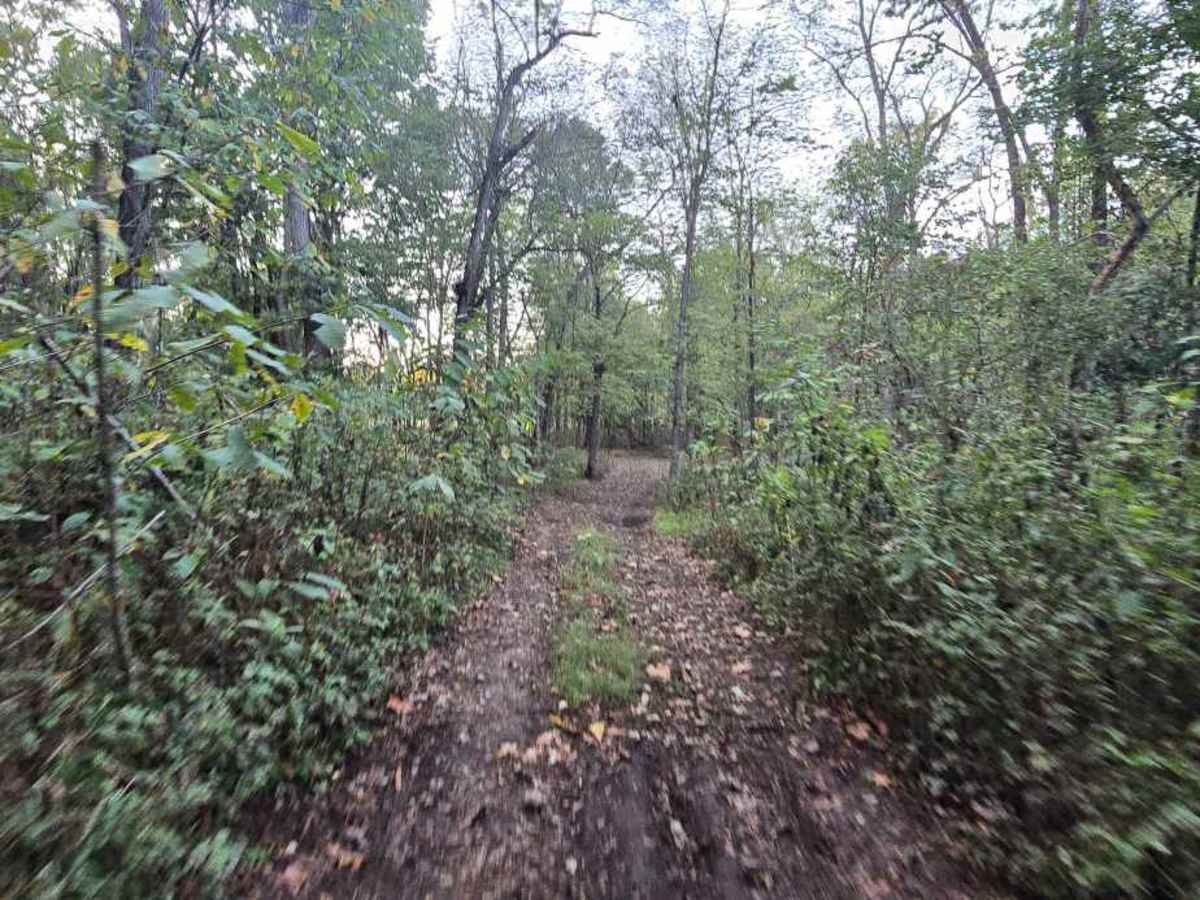 Paw Paw Path photo 4