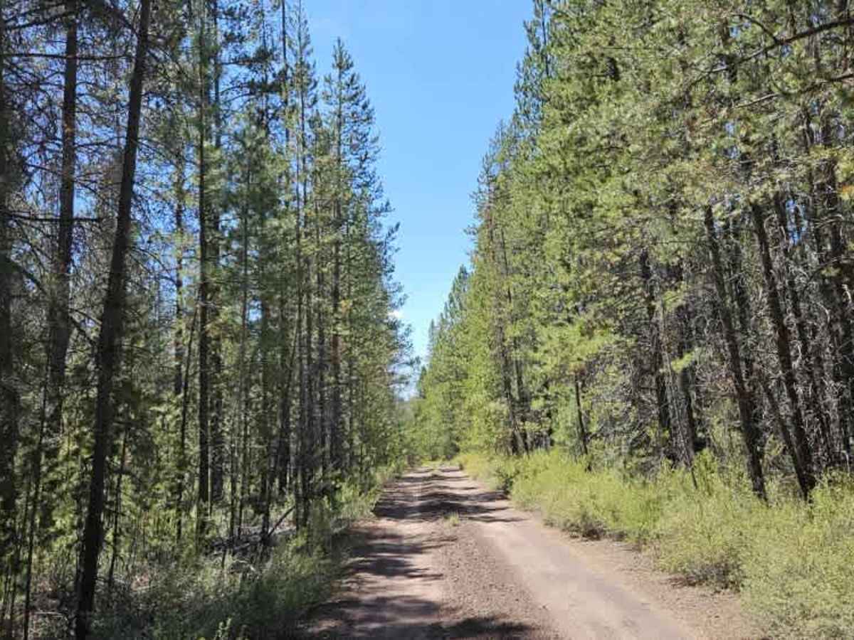 FS 2121400 trail photo