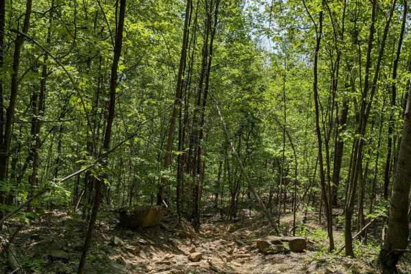 Trail 30