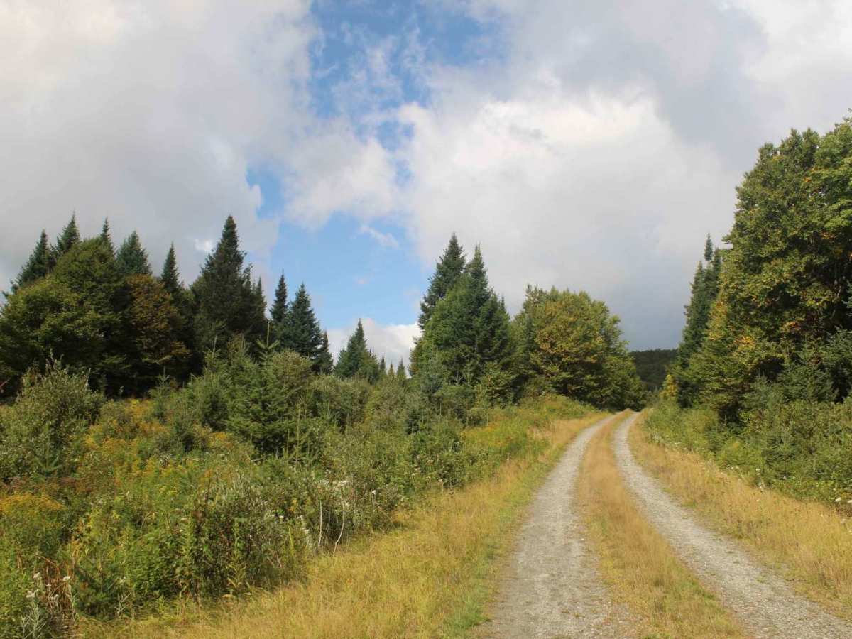 Lamb Valley Brook Trail photo 2