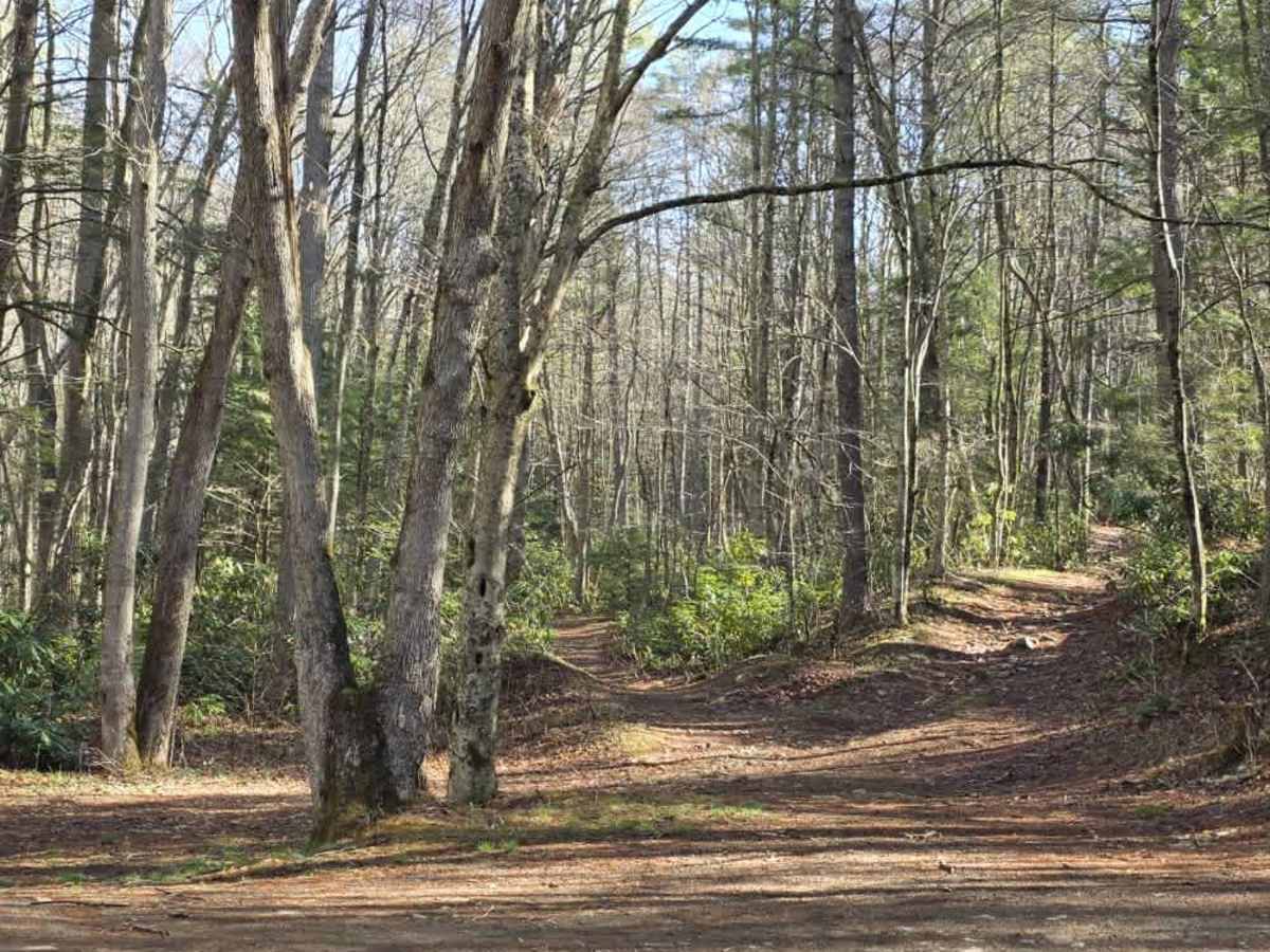 Gentry Creek photo 6