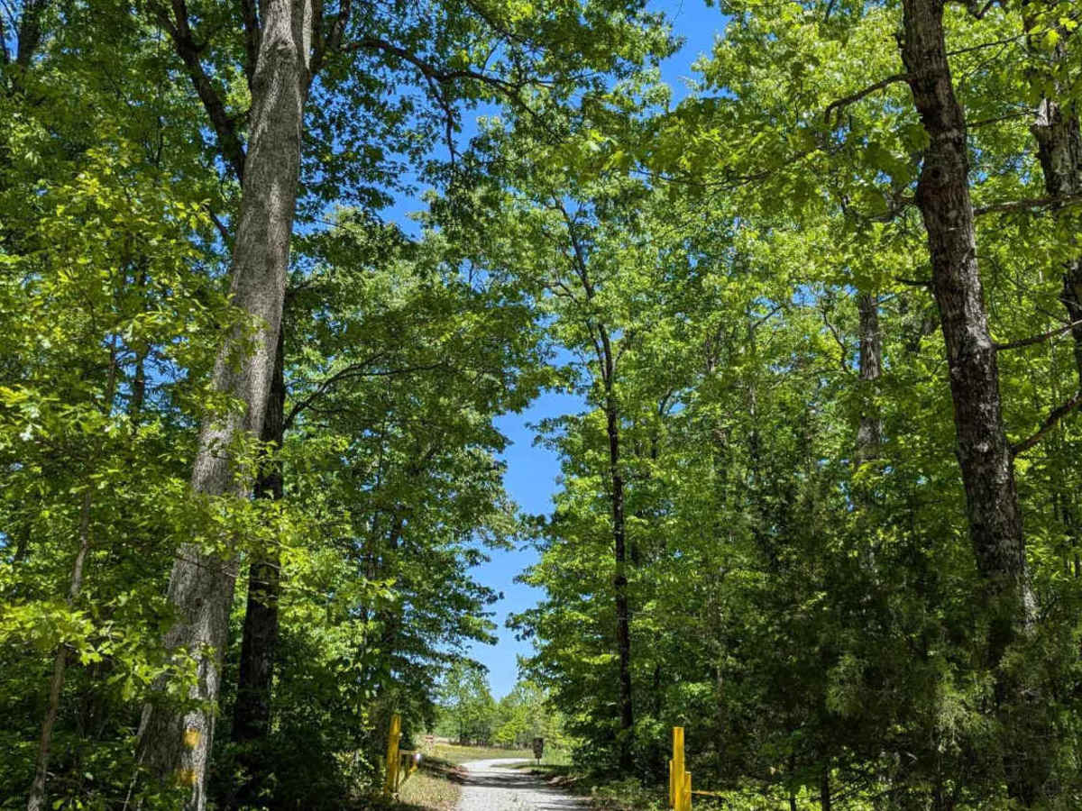 Bear Hollow Road trail photo